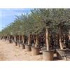 Sunny Tree Olea Lechin - Oliva Ulivi ''30 anni'', 190 cm, qualità A+, resistente all'inverno