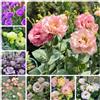 Generic Semi di Lisianthus, autunnali resistenti di lisianthus semi di d'appartamento per luoghi soleggiati da balcone 700pcs