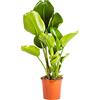 Bonplants Strelitzia Nicolai, Pianta Vera Elegante ed Ornamentale (Vaso 24 da Vivaio)