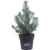 eGarden.store Pianta di Pino Silver Crest Pianta di Pinus Pinea Silver Crest Albero di Pino pianta da esterno pianta ornamentale di Pino pianta conifera pianta vera venduta da eGarden.store (Vaso 17 cm)