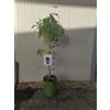 VIVAIO GARDEN FOREST Pesca Noce Nano Pianta da Frutto H110 cm - Pesco Nano da Vaso per Balcone e Giardino, Albero Compatto Produttivo di Nettarine