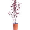 eGarden.store Pianta di Prunus X Cistena o Ciliegio da fiore pianta ornamentale da esterno giardino terrazzo balcone arbusto ibrido vero da fiore bianco venduto da eGarden.store