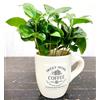 POWERS TO FLOWERS - PIANTA DEL CAFFE' DA FRUTTO, COFFEA ARABICA, IN TAZZINA 9CM DIAMETRO, pianta vera