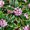 Generic Aureomarginata primaverili giardino aromatiche da interno Dafne odora biologiche, selvatiche da giardino per aromatiche balcone per luoghi soleggiati 500semi