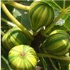 Generico VIVAIO GARDEN FOREST Fico Panachè Variegato H 60 cm, Pianta di Fico a Striscio da Frutto, Ficus Carica Ornamentale e Produttivo, Foto Reali