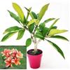 POWERS TO FLOWERS - PLUMERIA FRANGIPANI RAMIFICATA ARANCIONE, altezza 45cm, vaso 16 cm diametro, pianta vera