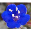 SVI Facelia Phacelia Campanularia - 1.200 Semi Bulk