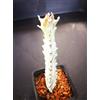 Generic Fantasma 4380. Euphorbia Lactea Bianco. Altezza 14,0 cm. Cactus succulento