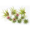 PLANDAIRE - PACK Piante d'aria - Tillandsia Ionantha Rosada, Tillandsia Ionantha Verde, T. Capitata Peach - Piante da fiore naturali - Esterni ed interni (9)