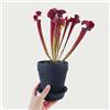 Generic 25 semi sarracenia purpurea - piante esotiche resistenti all'inverno, regali da giardino decorazione soggiorno, piante resistenti all'inverno, per giardino, regalo per piante da giardino, mini serra