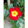 Rose Barni Cocktail ®, rosa rampicante in vaso di Rose Barni®, altezza raggiunta fino a 4 metri, rifiorente e profumata con fiori semplici a 5 petali di colore rosso con centro giallo, Cod. 18010