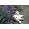 Generic Menthe à chat - Cataire - Nepeta Cataria (400 Semi) une herbe pérenne !