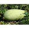 Generic Semi di Anguria Giant Ucraina 1G di Cocomero Gigante