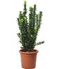 KENTIS - Euonymus Japonicus Benkomasaki - Evonimo Giapponese - Piante da Esterno da Siepe - Pianta Vera Resistente - H 50-60 cm Vaso Ø 20 cm
