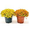 POWERS TO FLOWERS - NERTERA ARANCIONE E GIALLA, 2 PIANTE, VASO 10CM, piante vere