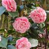 Generic Semi di camelia - autunnali resistenti giardino di arbusti esotici semi di regali da giardino per le donne da giardino roccioso resistenti 5pcs