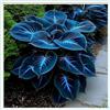 HOKJND Hosta Mélange de rhizomes vivaces rustiques, Rizoma di Hosta,caucun arrosage nécessaire, Onvient pour le printemps et l'automne-2 Rizomi-J