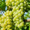 le Georgiche Vivai le Georgiche - Pianta vera di Uva da tavola bianca Italia Vitis vinifera 'Italia' - vaso Ø 20 cm - altezza alla vendita 160-180 cm