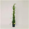 Plantì PLANTI' PIANTA VERA EDERA | Hedera | Piante ornamentali sempreverdi, rampicanti adatte a muro, griglie e struttura a rete in legno1 (Saggitifolia)