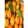 eGarden.store pianta di clementino albero di clementino pianta di agrumi età 2 anni pianta vera venduta da eGarden.store