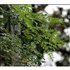 Generic Moringa Albero Bacchetta Albero (Moringa oleifera) * 30 Semi