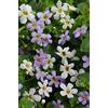 Generic Bacopa Utopia Fusables semi blu e bianchi Semi di Bacopa Confezione da 100 semi