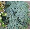 Vivaio di Castelletto Juniperus Blue Carpet in vaso 9 cm - ginepro tappezzante blu argento Vivaio di Castelletto