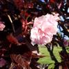 le Georgiche Vivai le Georgiche - Pianta vera di Prunus serrulata Royal Burgundy Prunus 'Royal Burgundy' Ciliegio giapponese, Ciliegio da fiore - vaso Ø 23 cm - altezza alla vendita 180-200 cm