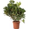 KENTIS - Pittosporum Tobira - Pittosporo - Piante da Siepe Vere Sempreverdi - Pianta da Esterno Giardino Balcone Perenne - H 40-50 cm Vaso Ø 18 cm