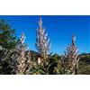 Generic Semi salvia sclarea (~ 50): Certifié biologique, sans OGM, héritage biologique Bustina di semi