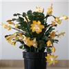Generic semi di Natale - giardino resistenti Schlumbergera decorative interno 300pcs