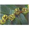 Seeds & Plants Shop by Ipsa Pezzi - 30x Euphorbia Hirta un Anno Giardino Piante - Seme ID1322 - Seeds & Plants Shop by Ipsa