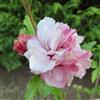 le Georgiche Vivai le Georgiche - Pianta vera di Hibiscus syriacus French Cabaret Pastel Hibiscus syriacus 'Mindoub1' Ibisco, Rosa di Sharon - vaso 6 Litri - Quadrato