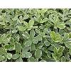 Generic 6 piante di pachysandra term. Variegata: 10-25 cm, diametro: 9 cm