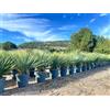 Sunny Tree - Yucca Rostrata Blue - Palmlellie - 100 cm - Pianta resistente fino a -20°C - Ideale per giardino e terrazza