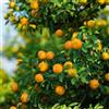 Generic semi di kumquat, fresca Citrus japonica, kumquat, luoghi soleggiati nani sono resistenti esotici 30pcs