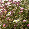Generic Semi di margherita spagnola, semi di Erigeron karvinskiano, perenni 550pcs