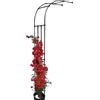 Generic Traliccio Arco Da Giardino Per Rose Piante Rampicanti Semi- Arcos Di Rosa Pergolato 60cm 90cm 120cm 150cm 180cm 220cm 240cm(W120 xH240cm)