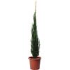 KENTIS - Ginepro Juniperus Virginiana Blue Arrow - Pianta da Esterno Resistente al Freddo - Pianta da Giardino - H 175-200 cm Vaso Ø 30 cm