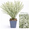 POWERS TO FLOWERS - GINESTRA BIANCA, VARIETA' 'WHITE LION' pianta vera