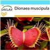 SAFLAX - Confezione regalo - Venere acchiappamosche - 10 semi - Dionaea muscipula