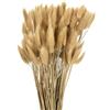 QUARKZMAN 120pz Coda di Coniglio Naturale Fiori Secchi 43cm Mini Erba di Pampa per Decorazioni Floreali Matrimonio Natale, Beige