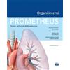 EDISES Prometheus. Testo atlante di anatomia. Organi interni