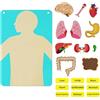 Colcolo Set di tabelloni in feltro per apprendimento delle parti del corpo, puzzle sulla struttura del corpo umano Apprendimento precoce degli organi del