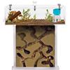 AntHouse Kit Nido Di Formiche In Acrilico Con Schiuma In Forma Di T Mini - Panino 14x5x14 Cm E Scatola Di Raccolta - Formicaio Con Formiche Vive Incluse (Regina, Operaie, Uova E Larve) - Trasparente