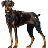 Pavsicgn Ginocchiera ACL per cani, gamba posteriore con tutore ACL per cani,Tutore regolabile per il supporto 'anca del cane - Supporto per la gamba posteriore del cane, tutore per la gamba posteriore