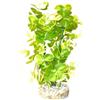 Sydeco Aqua Acquario eucalipto Piante Altezza 22 cm Verde