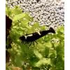 Generisch Gamberetti glück - Taiwan Bee - diverse varianti - nero (King Kong + Skunk)