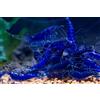 Aqua Breeding Skill AquaBreedingSkill Neocaridina - Gamberetti vivi per Acquario, 10 Pezzi, Zaffiro blu, gamberi vivi per Acquario, Misura 1-1,5 cm Aquarium Shrimps