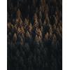 FRUKAT Puzzle 1000 Pezzi, Jigsaw Puzzle per Adulti-Alberi, cima, vista, foreste 70x50cm
